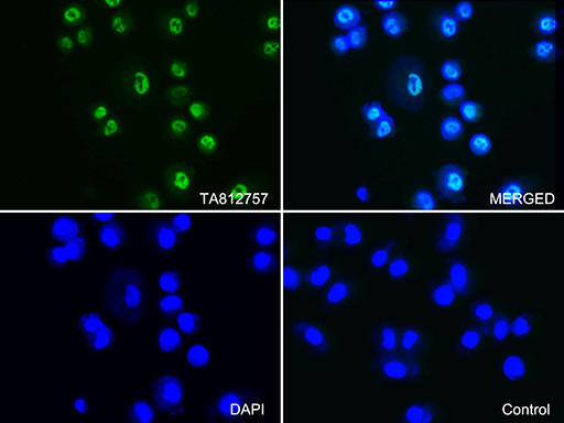 PSMA1 Antibody in Immunocytochemistry (ICC/IF)