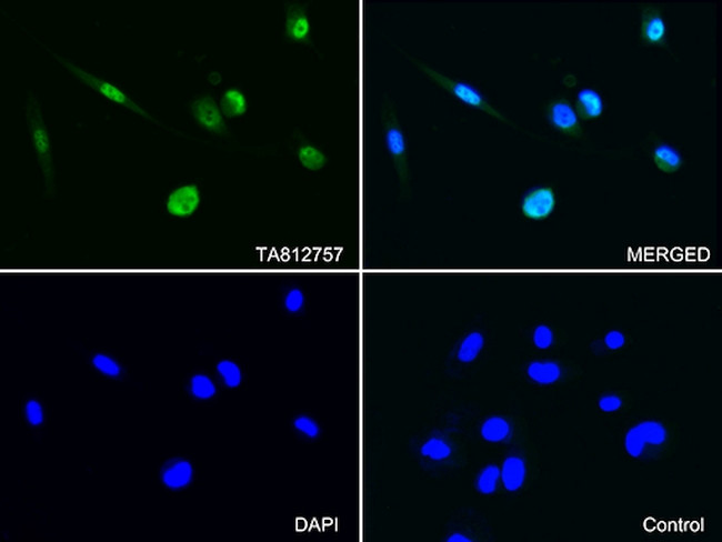 PSMA1 Antibody in Immunocytochemistry (ICC/IF)