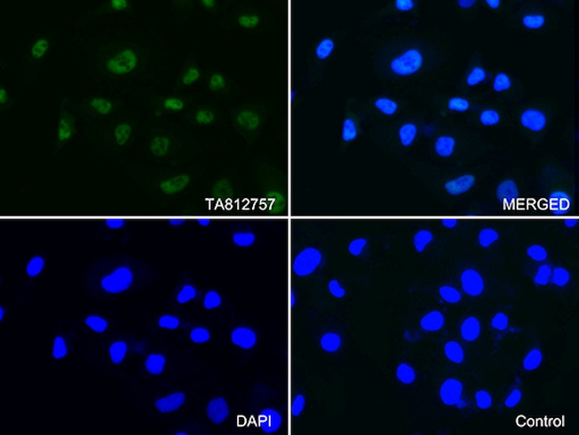 PSMA1 Antibody in Immunocytochemistry (ICC/IF)