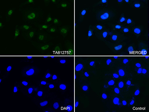 PSMA1 Antibody in Immunocytochemistry (ICC/IF)