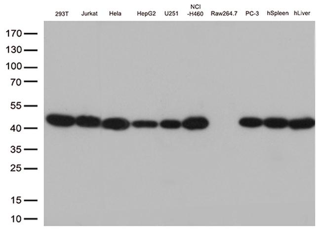 PSMA1 Antibody in Western Blot (WB)