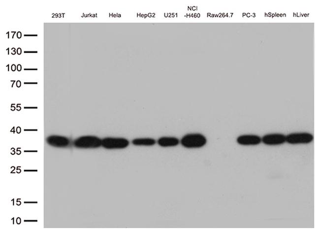 PSMA1 Antibody in Western Blot (WB)
