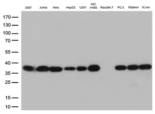 PSMA1 Antibody in Western Blot (WB)