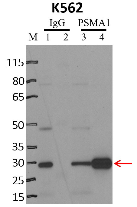 PSMA1 Antibody in Immunoprecipitation (IP)