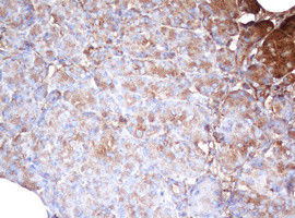 PSMA2 Antibody in Immunohistochemistry (Paraffin) (IHC (P))