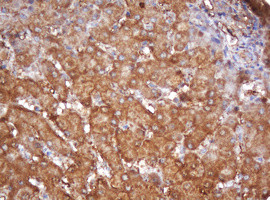 PSMA2 Antibody in Immunohistochemistry (Paraffin) (IHC (P))