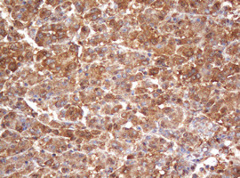 PSMA2 Antibody in Immunohistochemistry (Paraffin) (IHC (P))