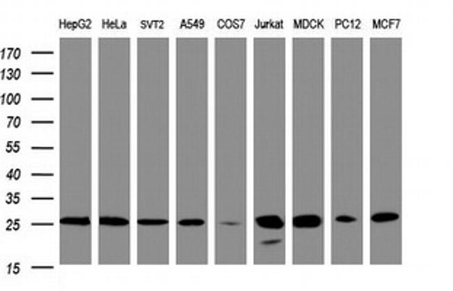 PSMA2 Antibody in Western Blot (WB)