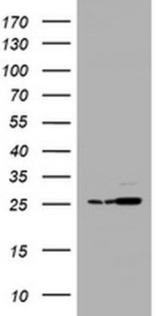 PSMA2 Antibody in Western Blot (WB)