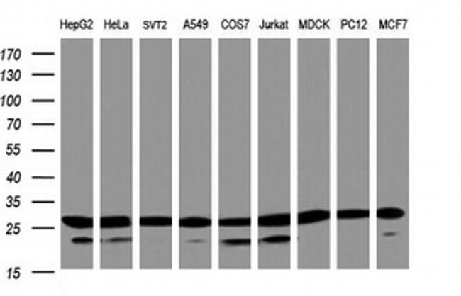 PSMA2 Antibody in Western Blot (WB)