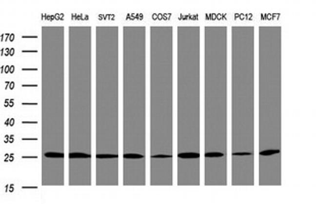 PSMA2 Antibody in Western Blot (WB)