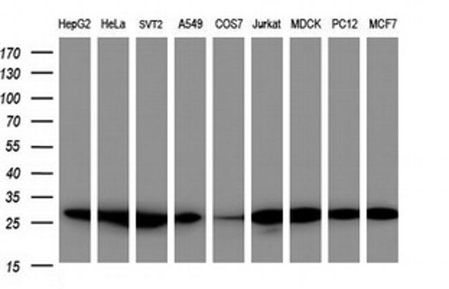 PSMA2 Antibody in Western Blot (WB)