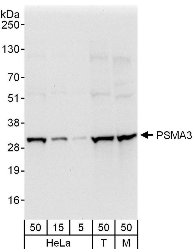 PSMA3 Antibody in Western Blot (WB)