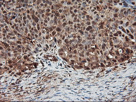 PSMA4 Antibody in Immunohistochemistry (Paraffin) (IHC (P))