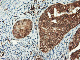 PSMA4 Antibody in Immunohistochemistry (Paraffin) (IHC (P))