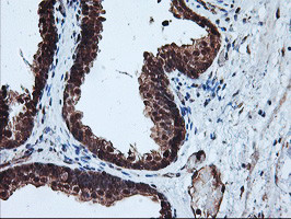 PSMA4 Antibody in Immunohistochemistry (Paraffin) (IHC (P))