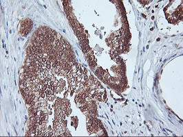 PSMA4 Antibody in Immunohistochemistry (Paraffin) (IHC (P))