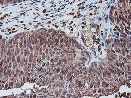 PSMA4 Antibody in Immunohistochemistry (Paraffin) (IHC (P))