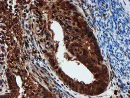 PSMA6 Antibody in Immunohistochemistry (Paraffin) (IHC (P))