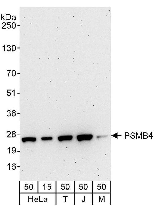 PSMB4 Antibody in Western Blot (WB)