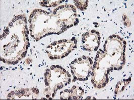 PSMB4 Antibody in Immunohistochemistry (Paraffin) (IHC (P))