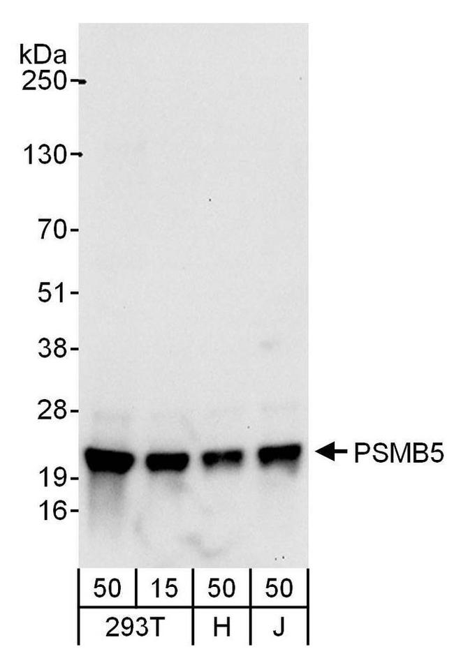 PSMB5 Antibody in Western Blot (WB)