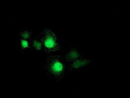 PSMB7 Antibody in Immunocytochemistry (ICC/IF)