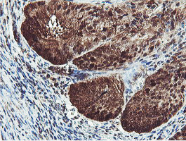 PSMB7 Antibody in Immunohistochemistry (Paraffin) (IHC (P))