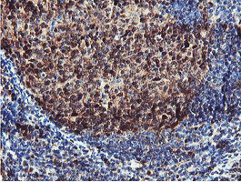 PSMB7 Antibody in Immunohistochemistry (Paraffin) (IHC (P))