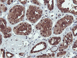 PSMB7 Antibody in Immunohistochemistry (Paraffin) (IHC (P))