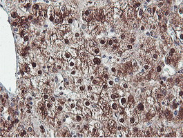 PSMB7 Antibody in Immunohistochemistry (Paraffin) (IHC (P))