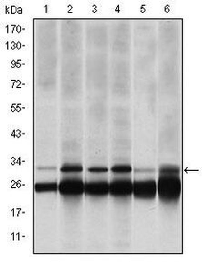 PSMB8 Antibody in Western Blot (WB)