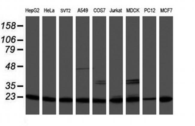 PSMB9 Antibody in Western Blot (WB)