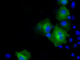 PSMC3 Antibody in Immunocytochemistry (ICC/IF)