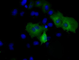 PSMC3 Antibody in Immunocytochemistry (ICC/IF)