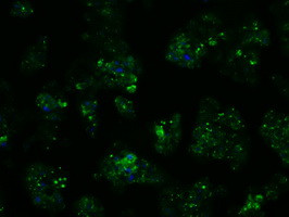 PSMC3 Antibody in Immunocytochemistry (ICC/IF)