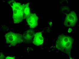 PSMC3 Antibody in Immunocytochemistry (ICC/IF)