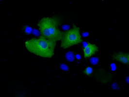 PSMC3 Antibody in Immunocytochemistry (ICC/IF)