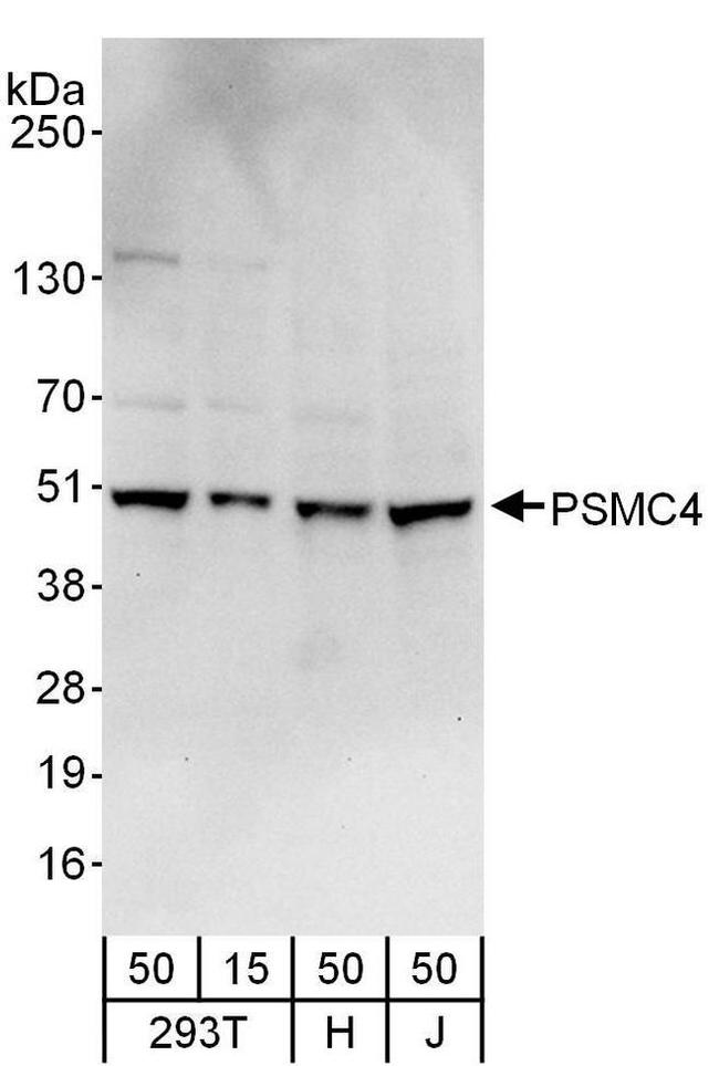 PSMC4 Antibody in Western Blot (WB)