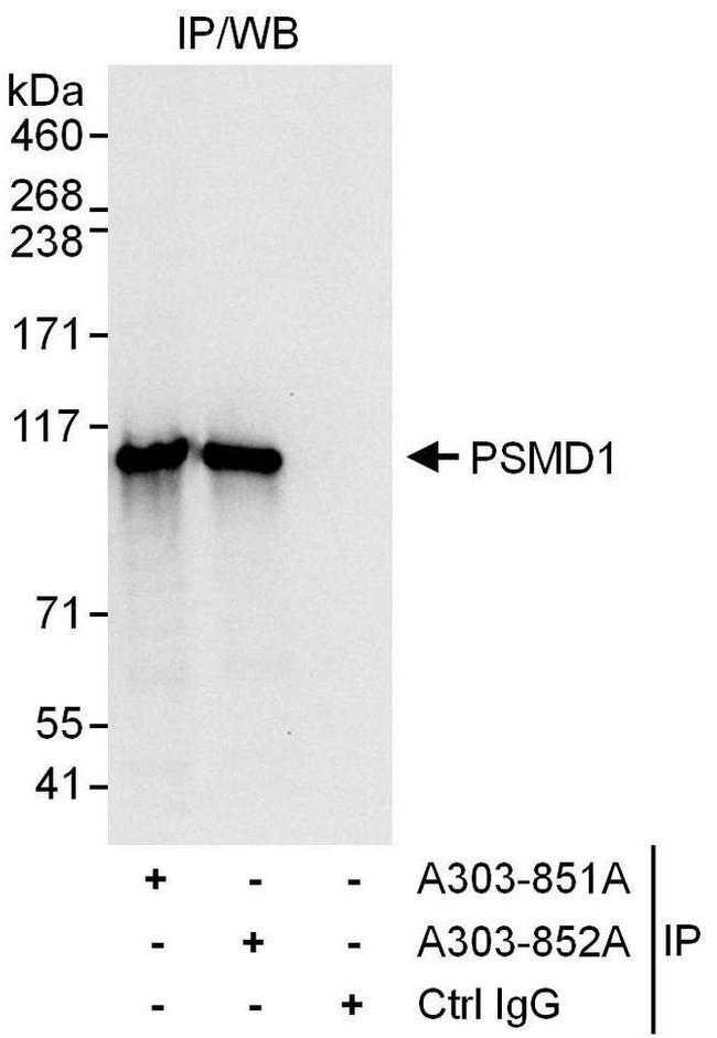 PSMD1 Antibody in Western Blot (WB)