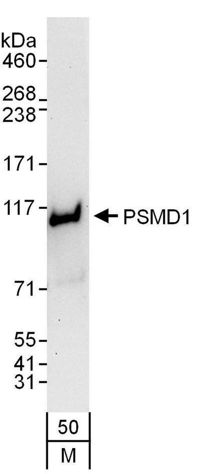 PSMD1 Antibody in Western Blot (WB)