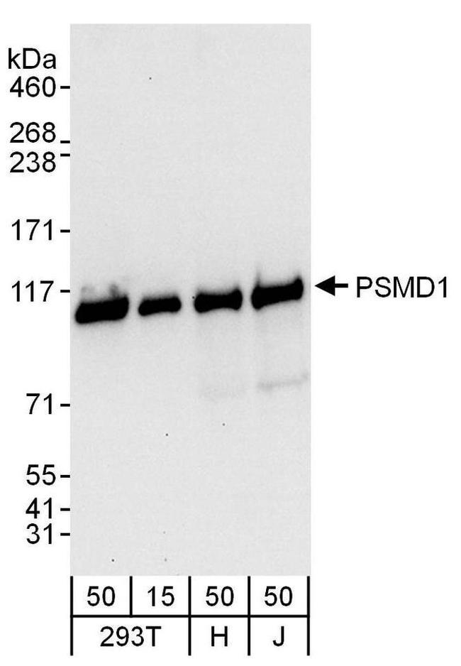 PSMD1 Antibody in Western Blot (WB)