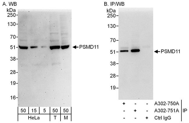 PSMD11 Antibody in Western Blot (WB)