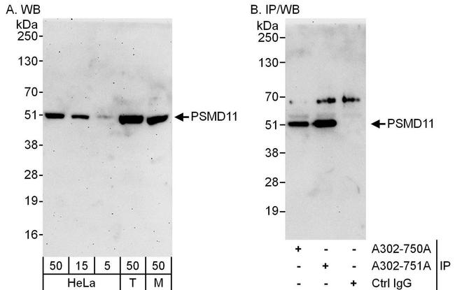 PSMD11 Antibody in Western Blot (WB)