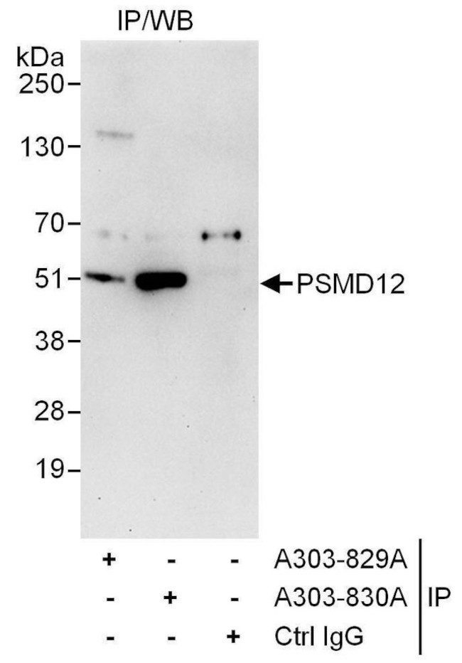 PSMD12 Antibody in Immunoprecipitation (IP)