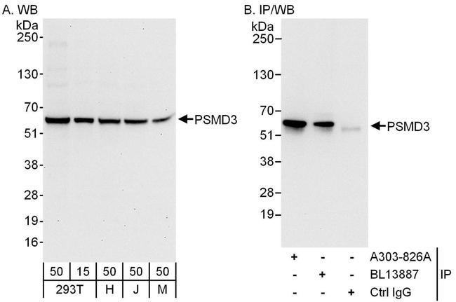 PSMD3 Antibody in Western Blot (WB)