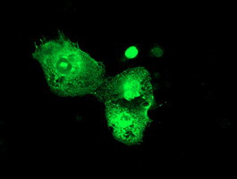 PSMD3 Antibody in Immunocytochemistry (ICC/IF)