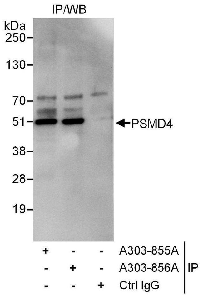 PSMD4 Antibody in Western Blot (WB)