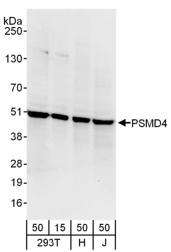 PSMD4 Antibody in Western Blot (WB)