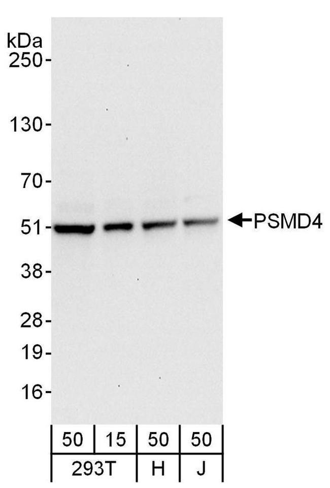 PSMD4 Antibody in Western Blot (WB)